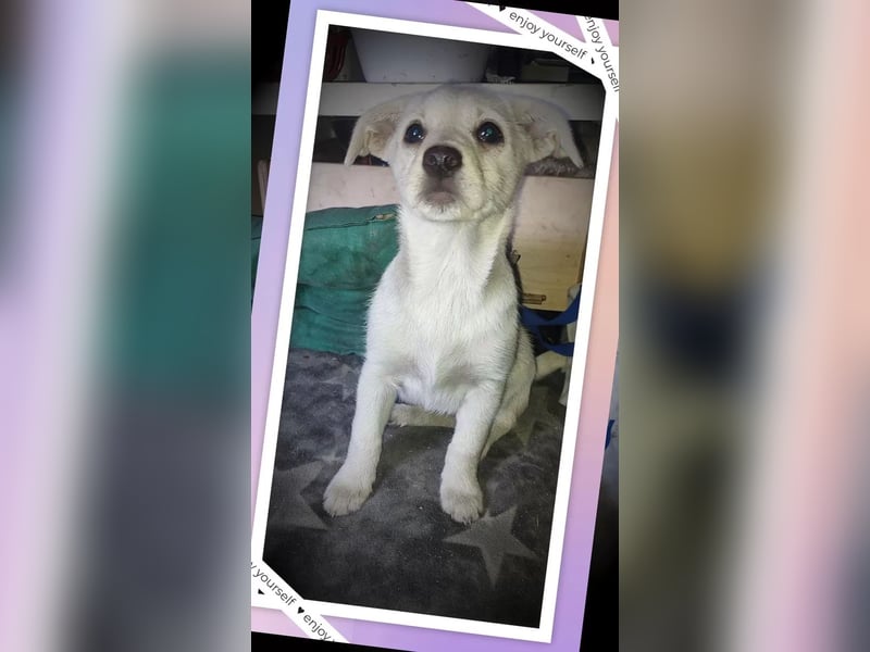 Jack-Russel-Mix Hündin 11-mon. sucht liebevollen Familienanschluss !, weiß - 31cm/7kg
