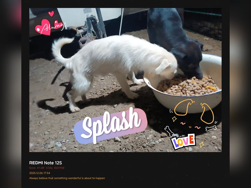 Jack-Russel-Mix Hündin 11-mon. sucht liebevollen Familienanschluss !, weiß - 31cm/7kg