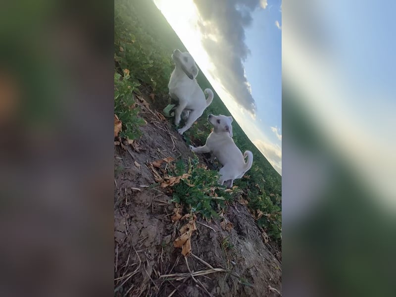 Jack-Russel-Mix Hündin 11-mon. sucht liebevollen Familienanschluss !, weiß - 31cm/7kg