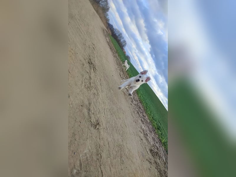 Jack-Russel-Mix Hündin 11-mon. sucht liebevollen Familienanschluss !, weiß - 31cm/7kg