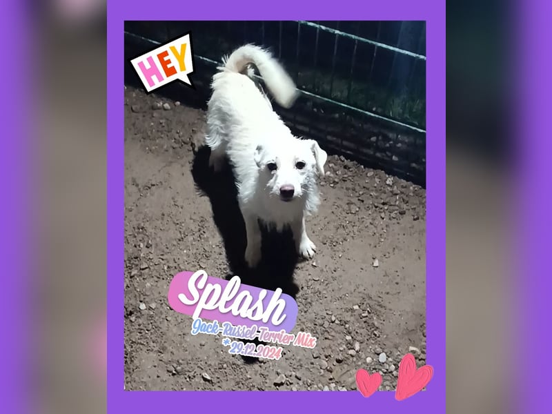 Jack-Russel-Mix Hündin 11-mon. sucht liebevollen Familienanschluss !, weiß - 31cm/7kg