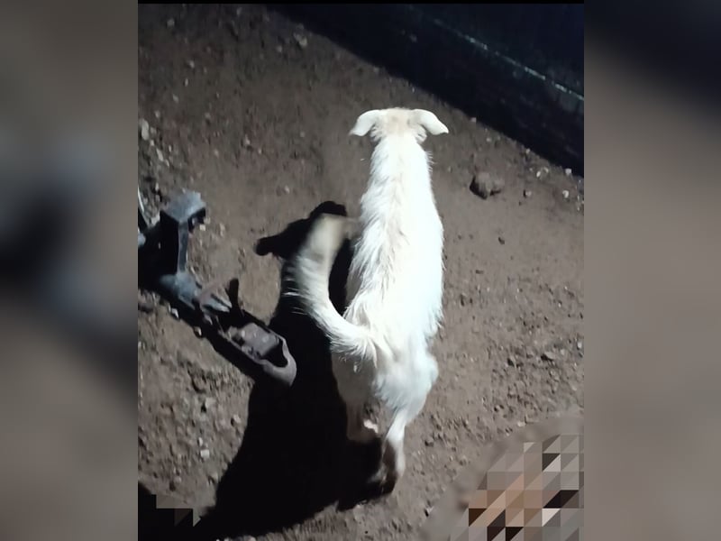 Jack-Russel-Mix Hündin 11-mon. sucht liebevollen Familienanschluss !, weiß - 31cm/7kg