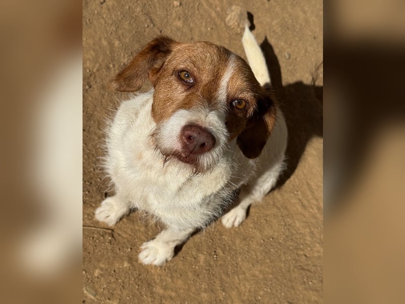 ACHILLE - vom Sofa ins Tierheim