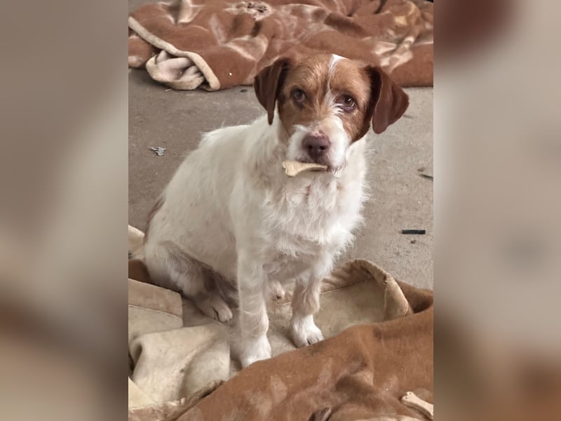 ACHILLE - vom Sofa ins Tierheim