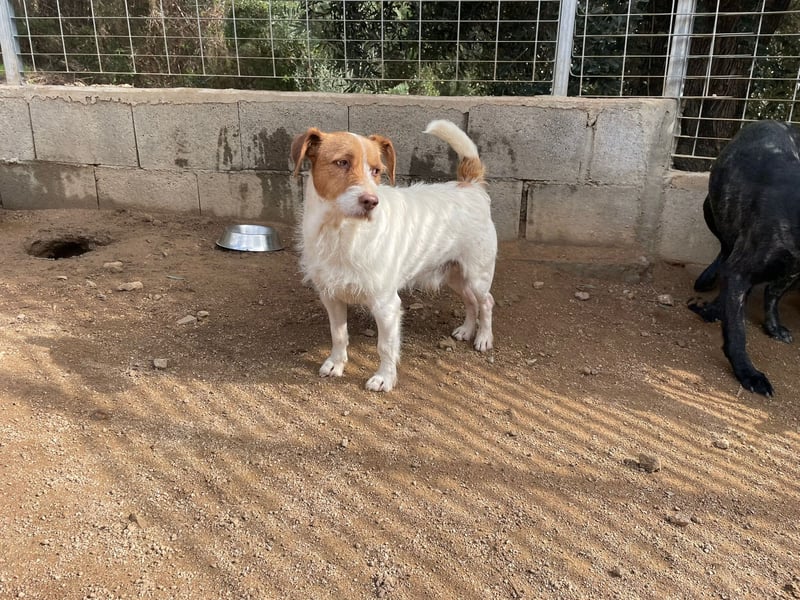 ACHILLE - vom Sofa ins Tierheim