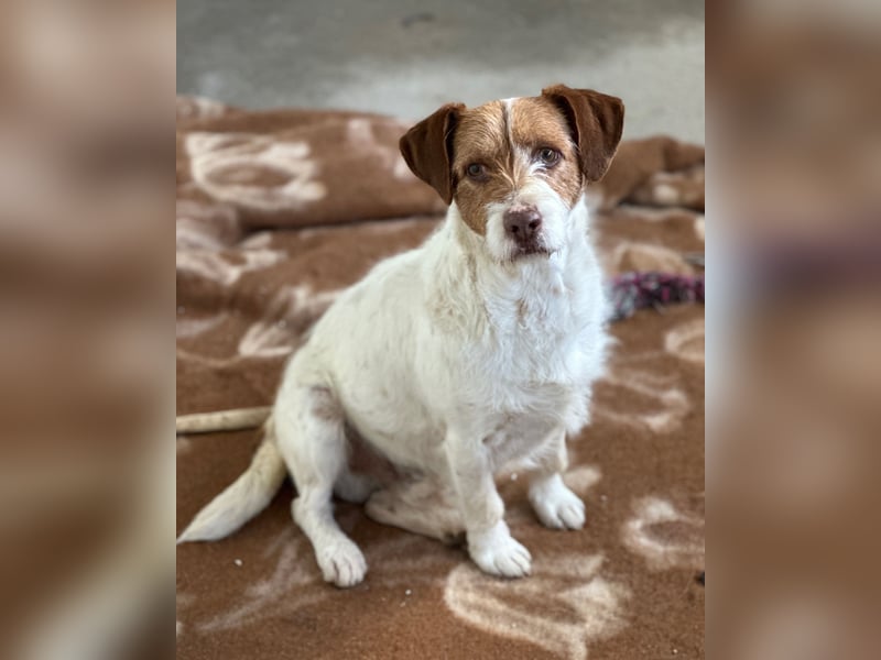 ACHILLE - vom Sofa ins Tierheim