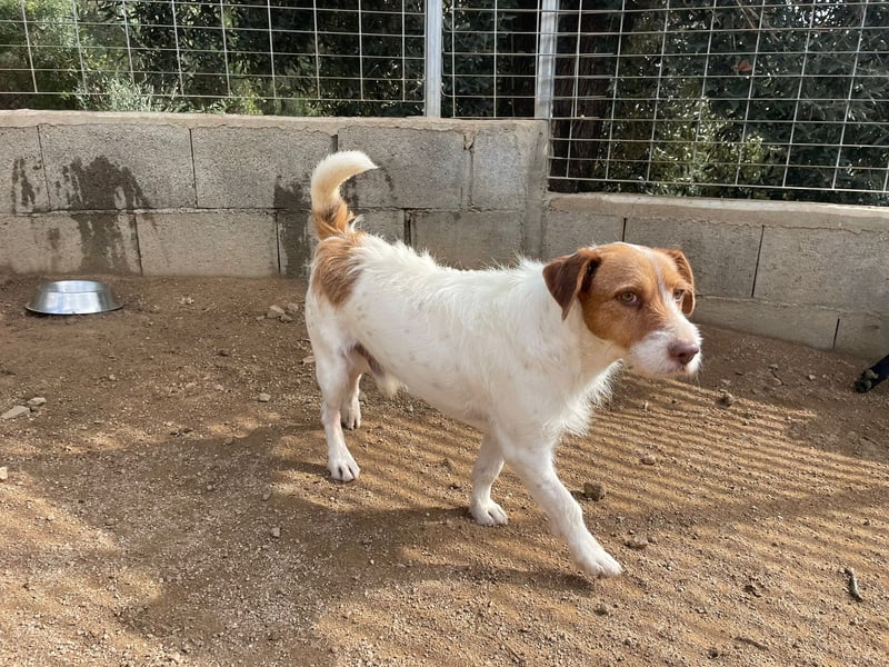 ACHILLE - vom Sofa ins Tierheim