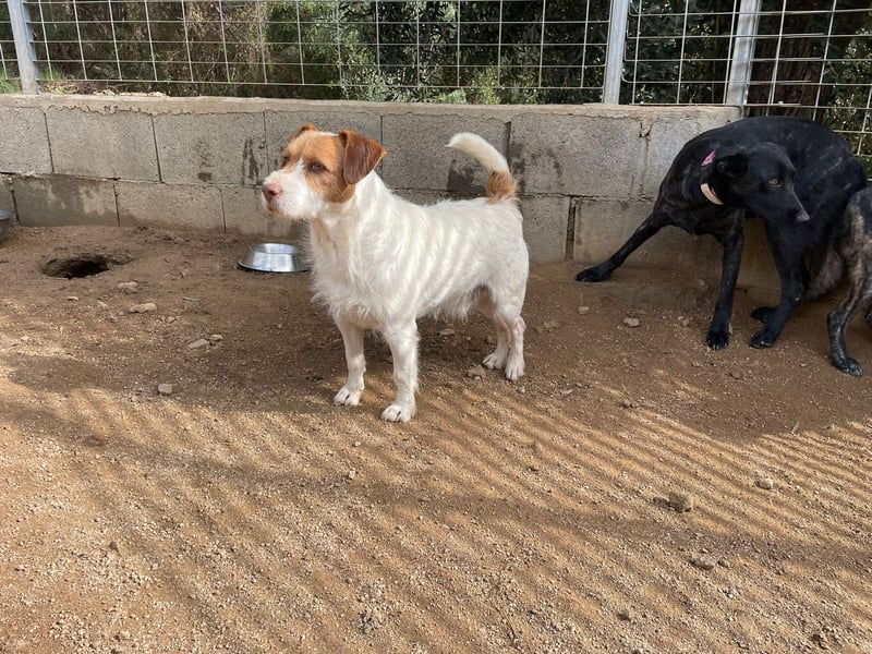 ACHILLE - vom Sofa ins Tierheim