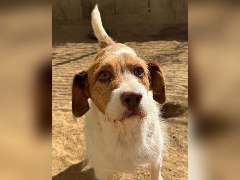 ACHILLE - vom Sofa ins Tierheim