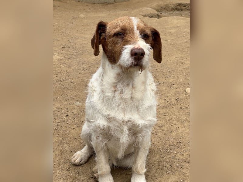 ACHILLE - vom Sofa ins Tierheim