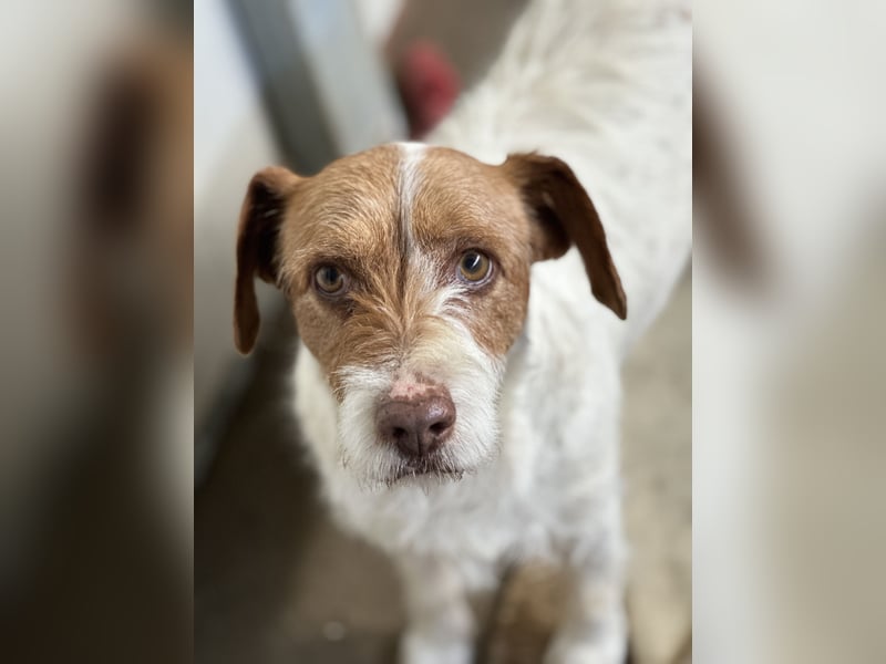 ACHILLE - vom Sofa ins Tierheim