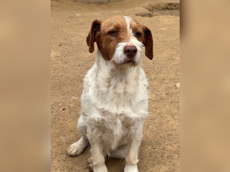 ACHILLE - vom Sofa ins Tierheim