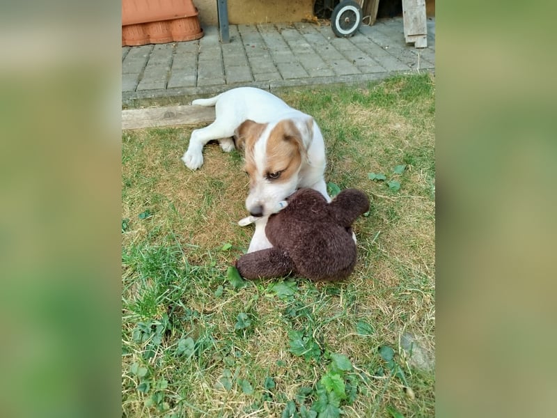  Wirbelwind Lio sucht sein Zuhause! 