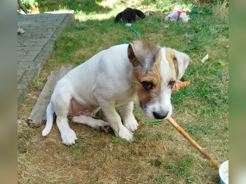  Wirbelwind Lio sucht sein Zuhause! 
