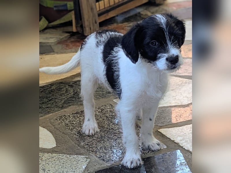 TINY sucht Familie mit großem Herz!