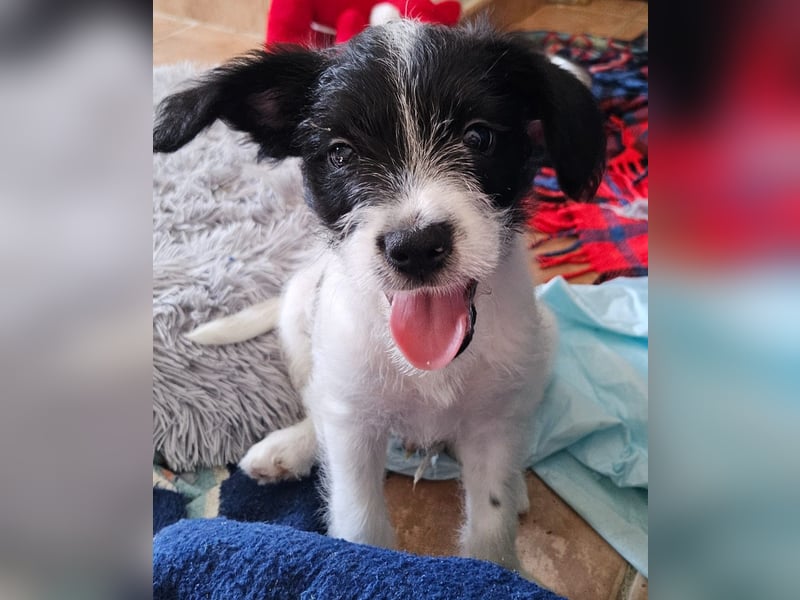 TINY sucht Familie mit großem Herz!