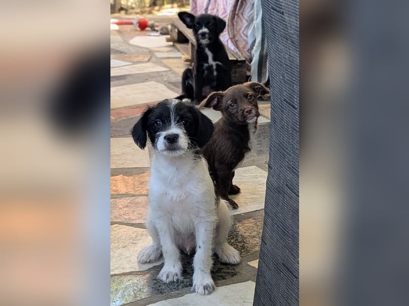 TINY sucht Familie mit großem Herz!