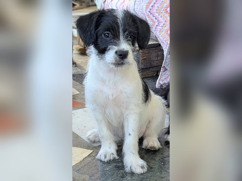 TINY sucht Familie mit großem Herz!