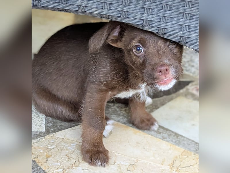 Itsy Bitsy Teenie WEENIE sucht Ihr Körbchen!