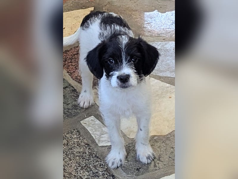 TINY sucht Familie mit großem Herz!
