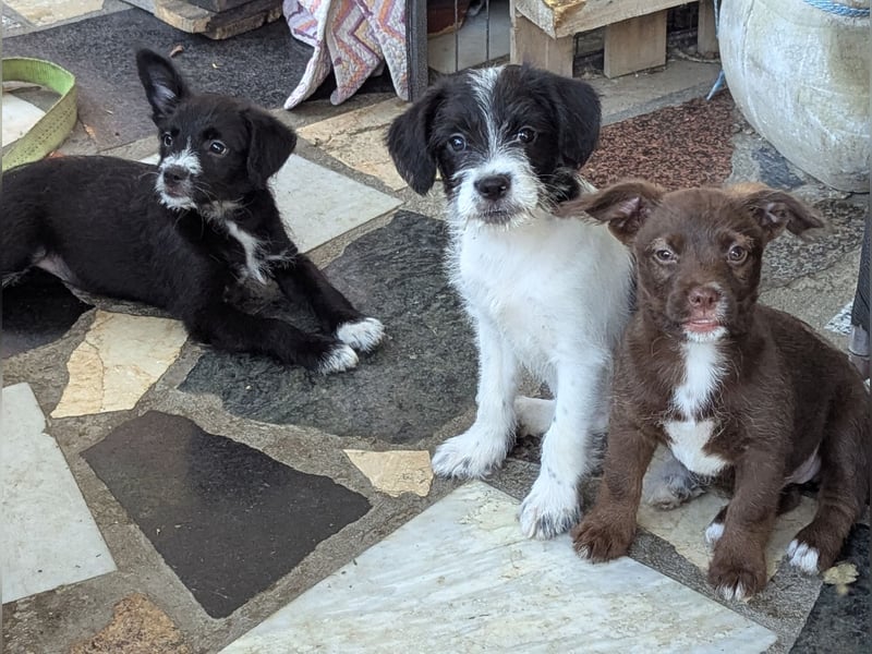 TINY sucht Familie mit großem Herz!