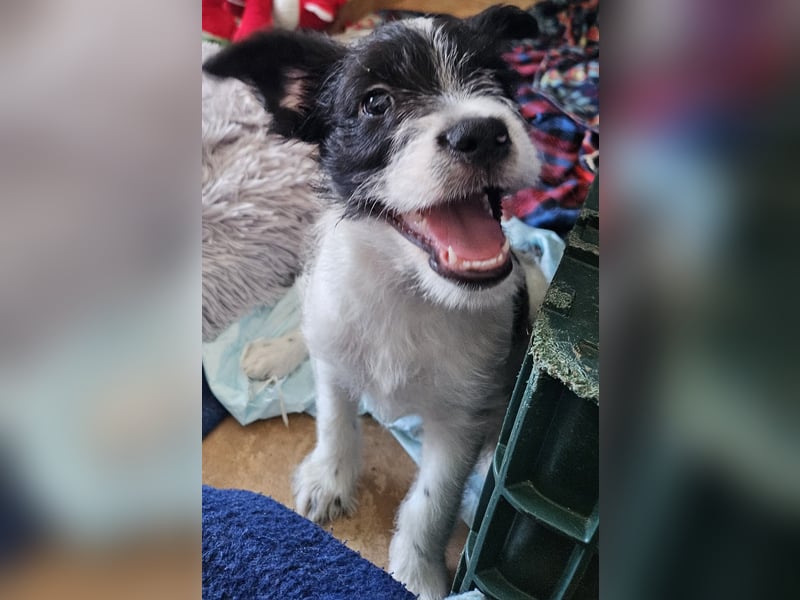 TINY sucht Familie mit großem Herz!