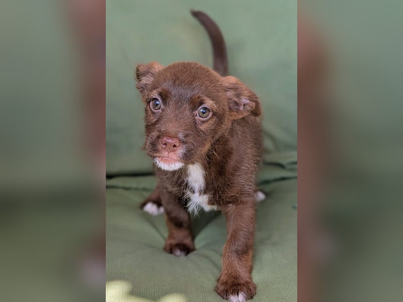Itsy Bitsy Teenie WEENIE sucht Ihr Körbchen!