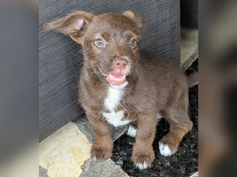 Itsy Bitsy Teenie WEENIE sucht Ihr Körbchen!