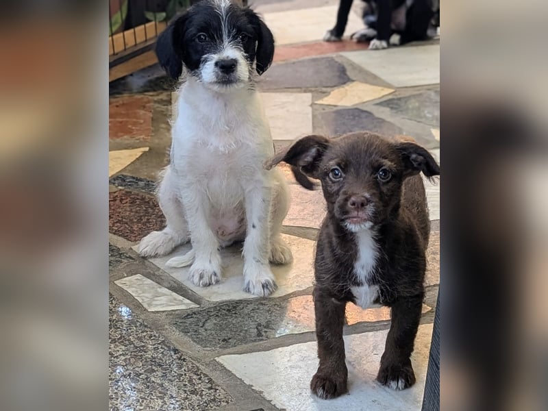 TINY sucht Familie mit großem Herz!