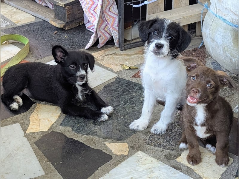 TINY sucht Familie mit großem Herz!