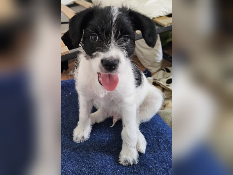 TINY sucht Familie mit großem Herz!