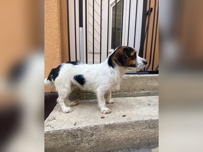 Bolhas sucht ein Zuhause voller Liebe