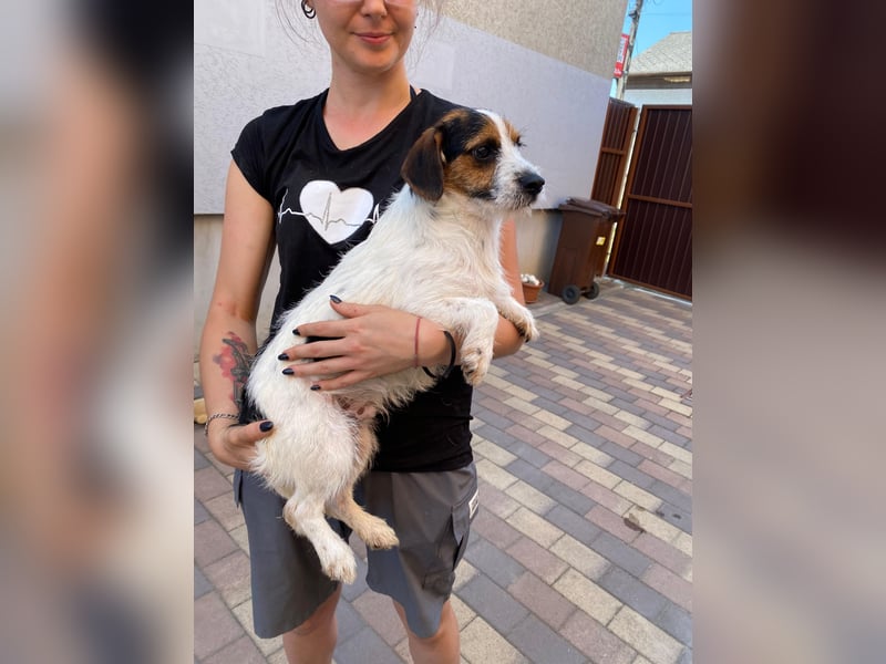 Bolhas sucht ein Zuhause voller Liebe
