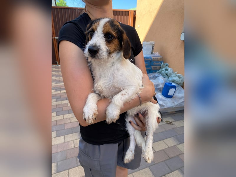 Bolhas sucht ein Zuhause voller Liebe