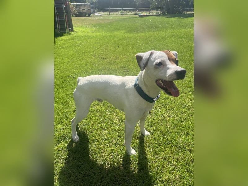 Deckrüde Parson Russell Terrier