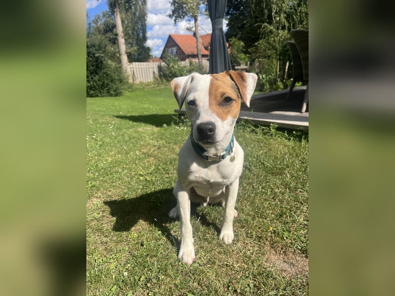 Deckrüde Parson Russell Terrier