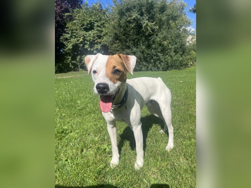Deckrüde Parson Russell Terrier