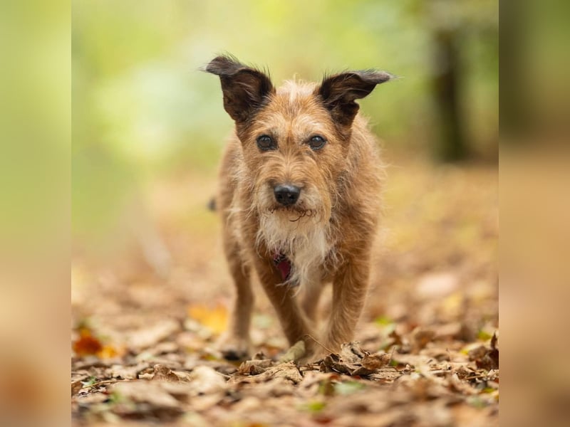 Lustige Terrier-Mix Hündin Julie wartet in 47445 Moers.