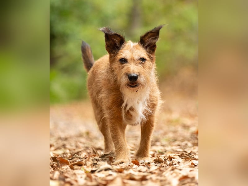 Lustige Terrier-Mix Hündin Julie wartet in 47445 Moers.