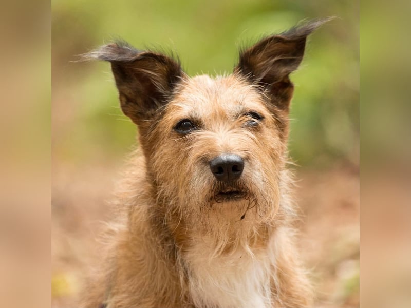 Lustige Terrier-Mix Hündin Julie wartet in 47445 Moers.