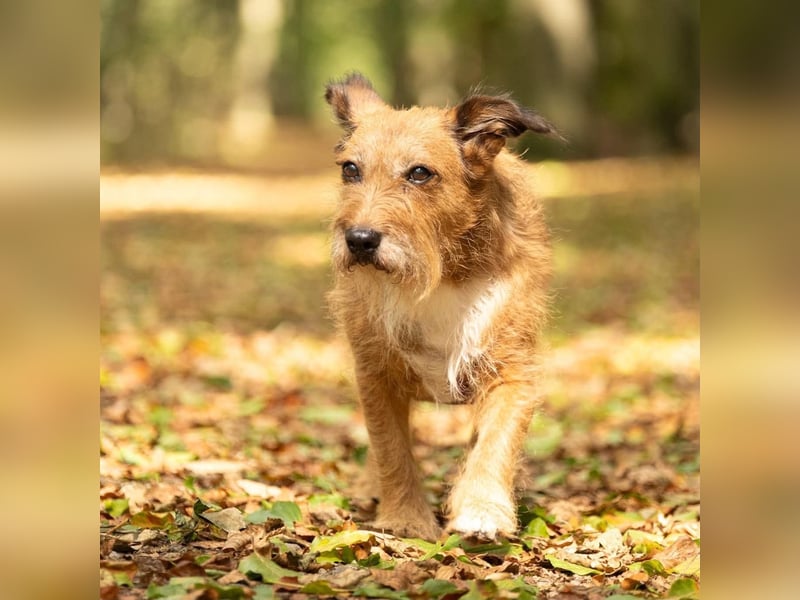 Lustige Terrier-Mix Hündin Julie wartet in 47445 Moers.