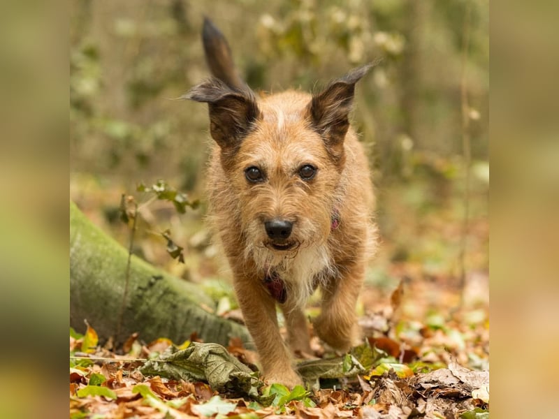 Lustige Terrier-Mix Hündin Julie wartet in 47445 Moers.