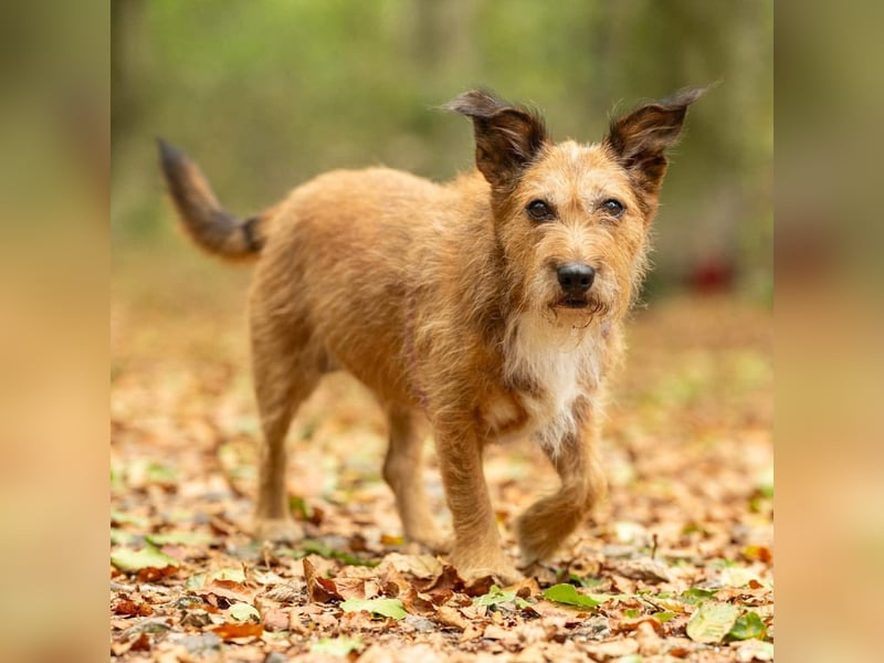 Lustige Terrier-Mix Hündin Julie wartet in 47445 Moers.