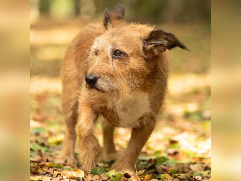 Lustige Terrier-Mix Hündin Julie wartet in 47445 Moers.