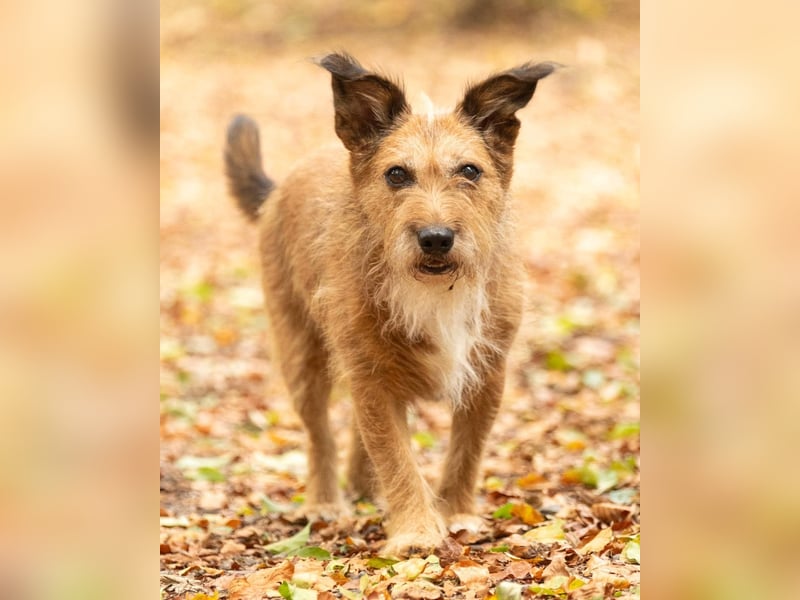 Lustige Terrier-Mix Hündin Julie wartet in 47445 Moers.