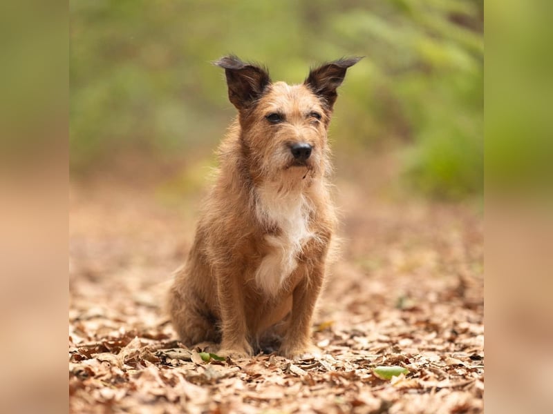Lustige Terrier-Mix Hündin Julie wartet in 47445 Moers.