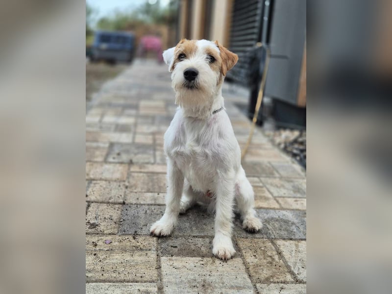 Parson Russell teriér