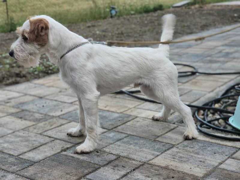 Parson Russell teriér