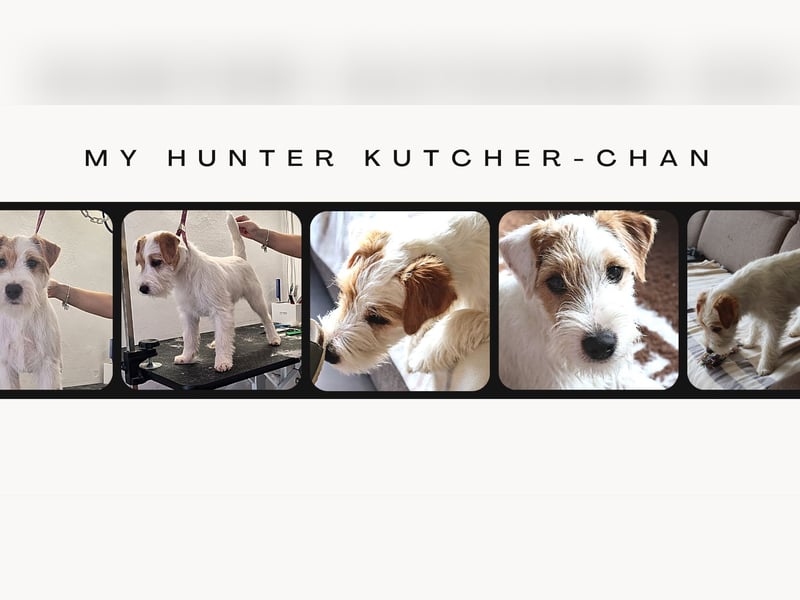 Parson Russell teriér