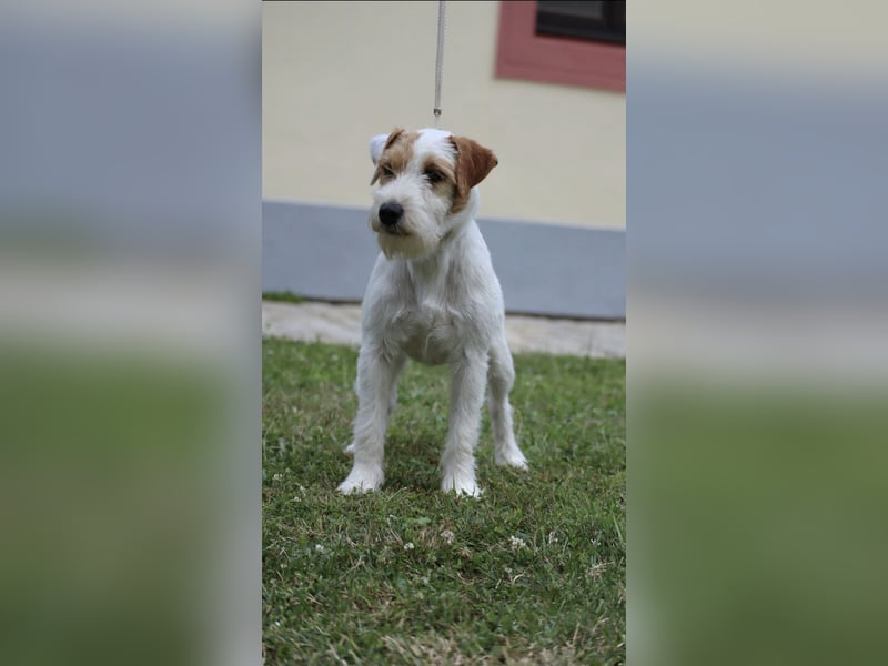 Parson Russell teriér